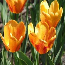 tulipe darwin -apeldoorn beauty